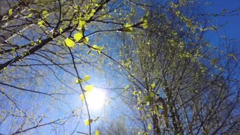 Spring scene with blooming birch buds and tender young green leaves swaying on a Stock Footage 273372612