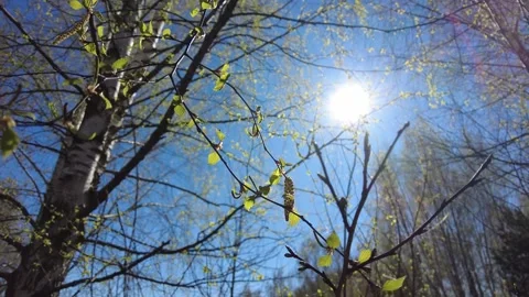 Spring scene with blooming birch buds and tender young green leaves swaying on a Stock Footage 273372649