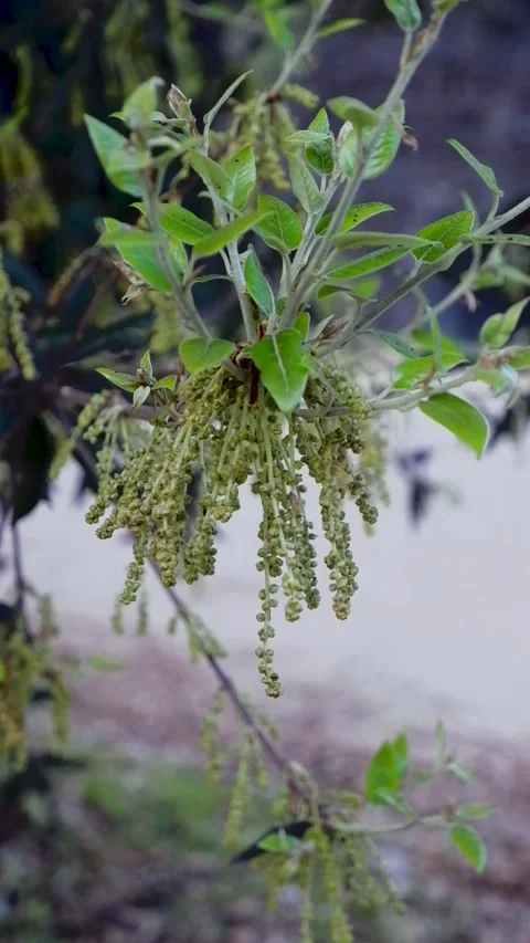 Spring scene with blooming birch buds and tender green leaves 스톡 동영상 288858113