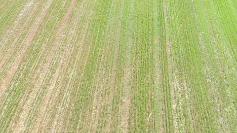 Spring scene in the fields of green cereals 4K drone video Stock Footage 110555865