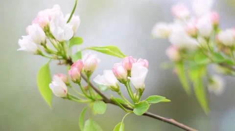 Spring scene with flowering pink and white pear tree branch on blur background Vídeos de archivo 49888654