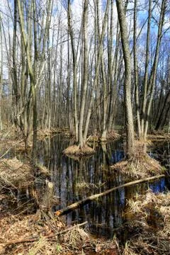 Spring scene in forest Stock Photos