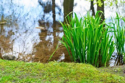 Spring scene with grass Stock Photos