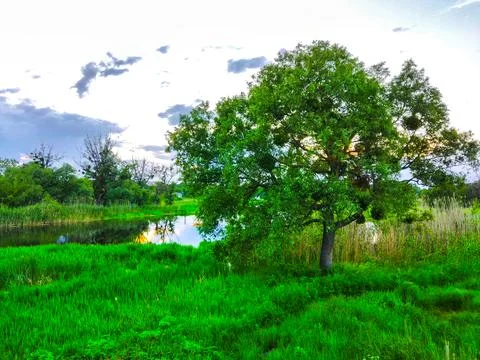 Spring scene with perfect reflection on the water in sunset. Stock Photos
