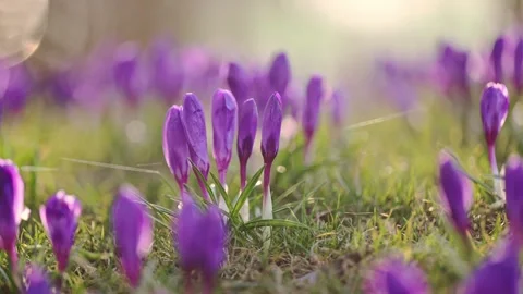 Spring scene: purple and white crocuses on green grass under sunlight, moving Stock Footage 299653000
