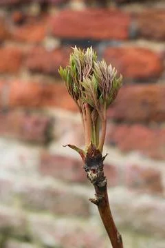 Spring scene showing young tree peony leaves against brick wall Stock Photos