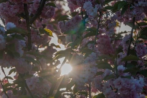 Spring scene under blossoming trees, low sun, ethereal light, pink flowers,.. Foto stock