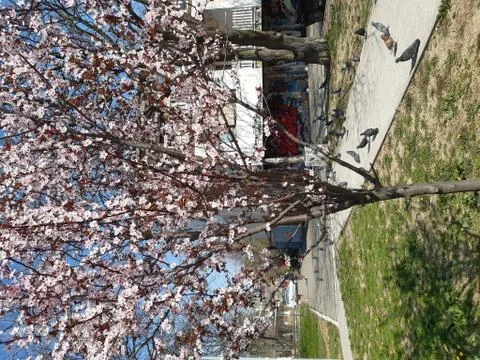 Spring scenery of bloomed  tree and pigeons Stock Photos