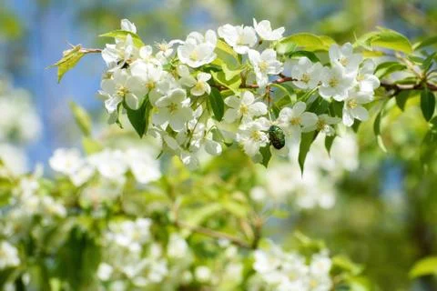 Spring Scenery: Blooming Apple Tree Branch with Small Beetle in Garden Stock Photos