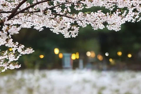 Spring scenery with cherry trees, cherry blossom festival background 스톡 사진