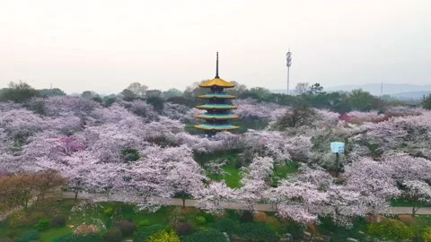 Spring scenery of East Lake Cherry Blossom Garden in Wuhan,  Hubei,  China Stock-Footage 228802937