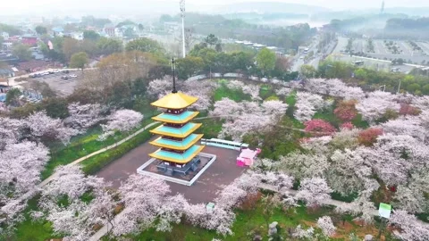 Spring scenery of East Lake Cherry Blossom Garden in Wuhan,  Hubei,  China Stock Footage 228802942