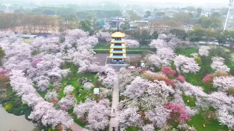 Spring scenery of East Lake Cherry Blossom Garden in Wuhan,  Hubei,  China Stock Footage 228802943