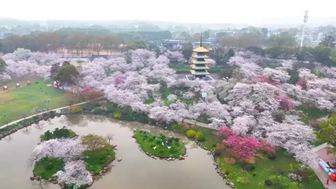 Spring scenery of East Lake Cherry Blossom Garden in Wuhan,  Hubei,  China Stock Footage 228802948
