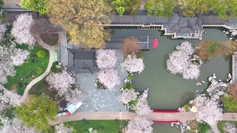Spring scenery of East Lake Cherry Blossom Garden in Wuhan,  Hubei,  China Stock Footage 228802991