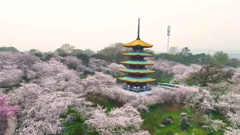 Spring scenery of East Lake Cherry Blossom Garden in Wuhan,  Hubei,  China Stock-Footage 228803012
