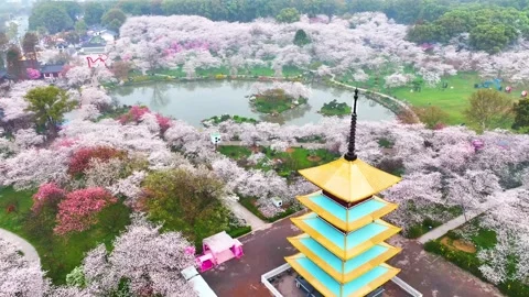 Spring scenery of East Lake Cherry Blossom Garden in Wuhan,  Hubei,  China Stock-Footage 228803028