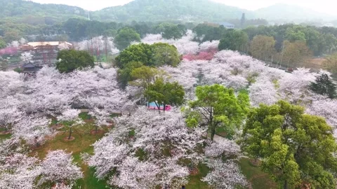 Spring scenery of East Lake Cherry Blossom Garden in Wuhan,  Hubei,  China Stock Footage 228803150