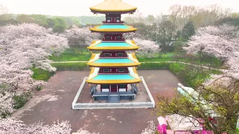 Spring scenery of East Lake Cherry Blossom Garden in Wuhan,  Hubei,  China Stock Footage 228803171