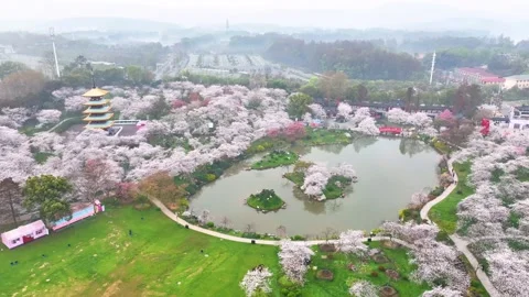 Spring scenery of East Lake Cherry Blossom Garden in Wuhan,  Hubei,  China Vídeo Stock 228803177