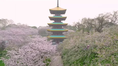 Spring scenery of East Lake Cherry Blossom Garden in Wuhan,  Hubei,  China Stock Footage 228803181