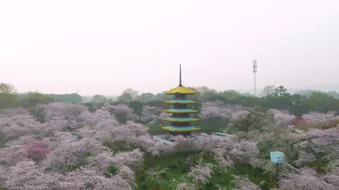 Spring scenery of East Lake Cherry Blossom Garden in Wuhan,  Hubei,  China Stock-Footage 228803221