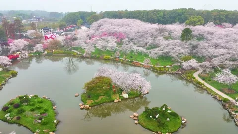 Spring scenery of East Lake Cherry Blossom Garden in Wuhan,  Hubei,  China Stock Footage 228803266