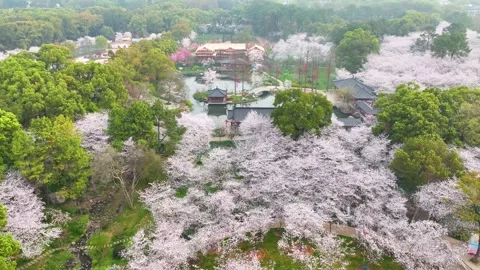 Spring scenery of East Lake Cherry Blossom Garden in Wuhan,  Hubei,  China Stock-Footage 228803279