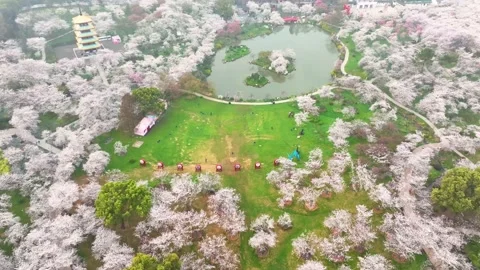 Spring scenery of East Lake Cherry Blossom Garden in Wuhan,  Hubei,  China 스톡 동영상 228803310