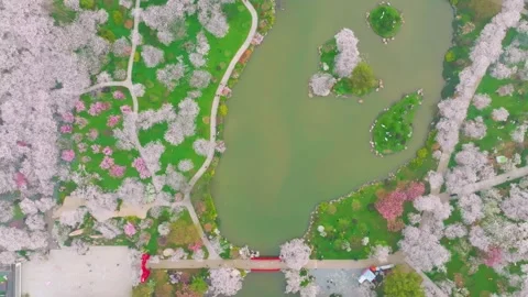 Spring scenery of East Lake Cherry Blossom Garden in Wuhan,  Hubei,  China 動画素材 228803316