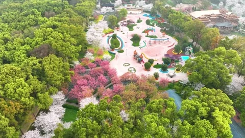 Spring scenery of East Lake Cherry Blossom Garden in Wuhan,  Hubei,  China Video stock 228803346