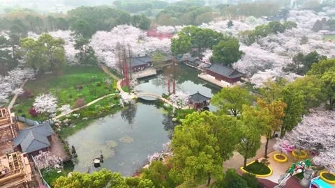 Spring scenery of East Lake Cherry Blossom Garden in Wuhan,  Hubei,  China Stock-Footage 228803364