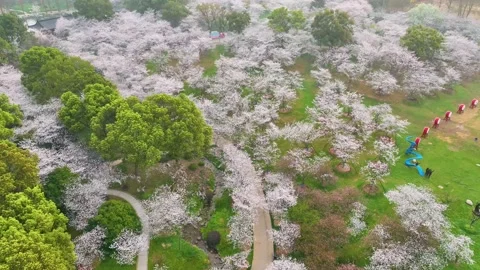 Spring scenery of East Lake Cherry Blossom Garden in Wuhan,  Hubei,  China Stock Footage 228803367