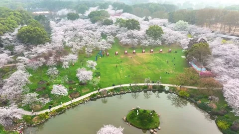 Spring scenery of East Lake Cherry Blossom Garden in Wuhan,  Hubei,  China Stock Footage 228803376