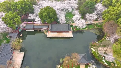 Spring scenery of East Lake Cherry Blossom Garden in Wuhan,  Hubei,  China Stock-Footage 228803638