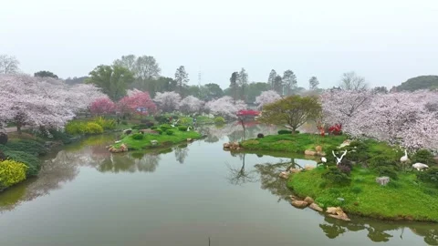 Spring scenery of East Lake Cherry Blossom Garden in Wuhan,  Hubei,  China Stock-Footage 228803665