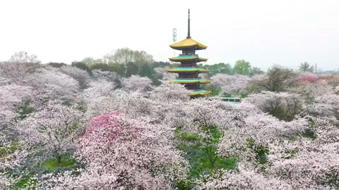 Spring scenery of East Lake Cherry Blossom Garden in Wuhan,  Hubei,  China Stock Footage 228803689