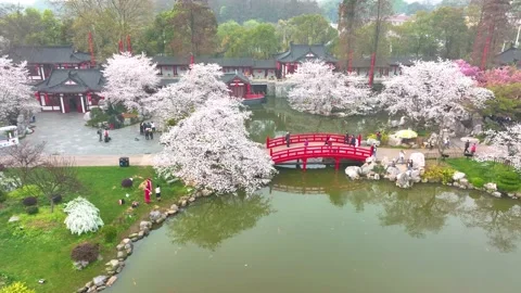 Spring scenery of East Lake Cherry Blossom Garden in Wuhan,  Hubei,  China Stock-Footage 228803776