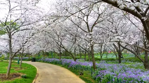 Spring scenery of East Lake Cherry Blossom Garden in Wuhan,  Hubei,  China Stock Footage 228803791