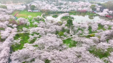 Spring scenery of East Lake Cherry Blossom Garden in Wuhan,  Hubei,  China Stock-Footage 228803795