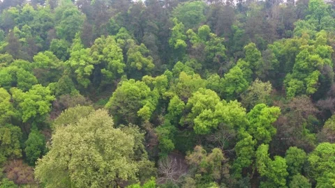 Spring Scenery of Guishan Scenic Area, Wuhan, Hubei, China Stock Footage 333454053