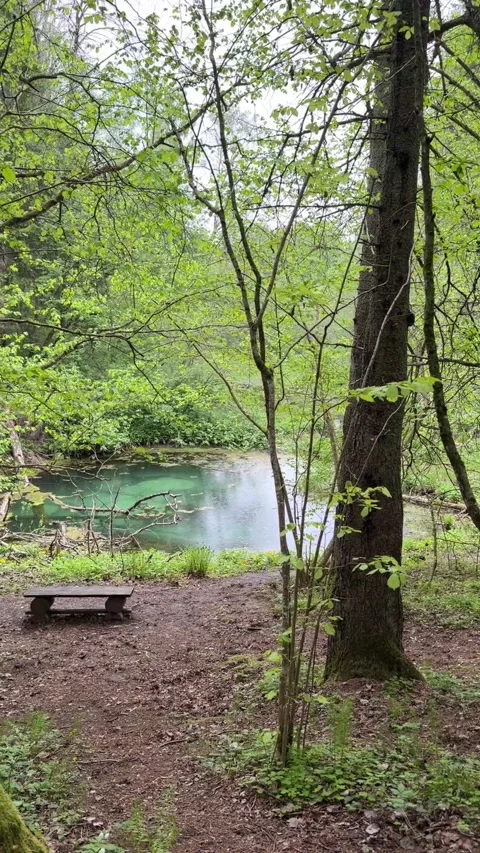 Spring scenery. A spring. Rain. Blue Springs. A bench in nature. A tree Stock Footage 336312303