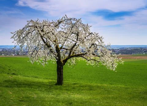 Spring scenic with a flowering cherry tree Stock Photos