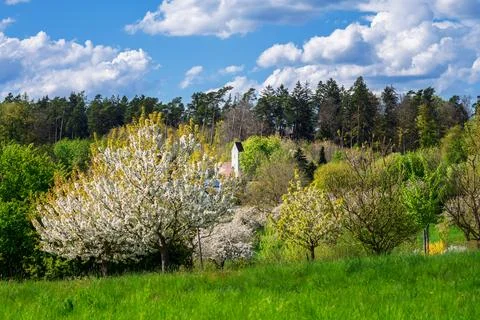 Spring scenic with a flowering cherry tree Stock Photos