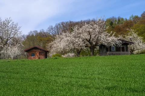 Spring scenic with flowering cherry trees Stock Photos