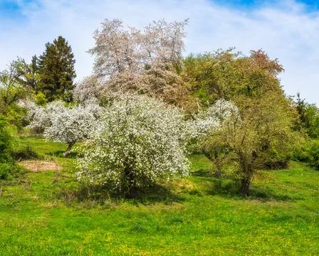 Spring scenic with a flowering tree Stock Photos