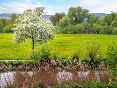 Spring scenic with a flowering tree Stock Photos