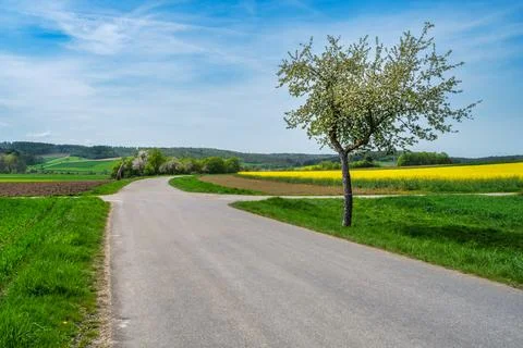 Spring scenic with a flowering tree Stock Photos