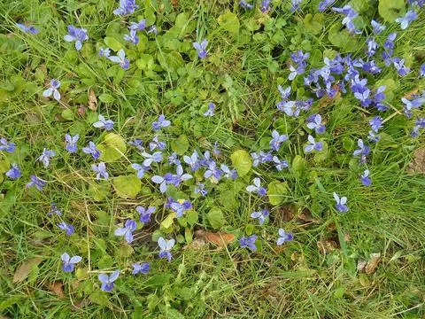 Spring scenics: multiple violet flowers in bright green grass Foto stock