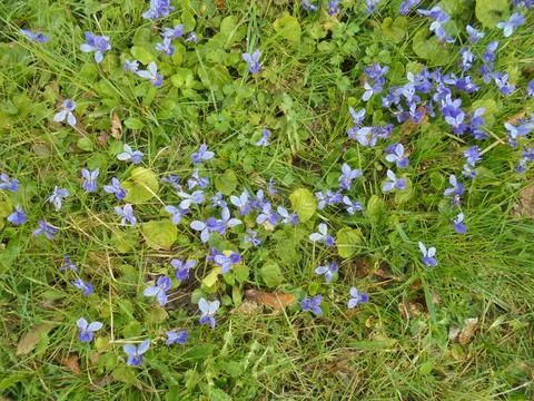 Spring scenics: multiple violet flowers in bright green grass Stock Photos